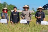 Pemkab Bintan siapkan lahan 19 ribu hektare guna wujudkan ketahanan pangan