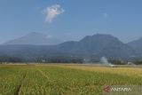 Kudus miliki 1.836 ha sawah bisa tanam padi tiga kali setahun