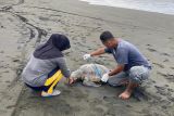 Bangkai penyu terdampar di Pantai Sodong Cilacap