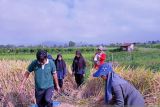 Asuransi petani padi Padang Panjang upaya tingkatkan ketahanan pangan