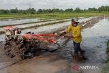 DKPP Bantul siapkan penyuluh pertanian untuk persemaian padi jelang musim tanam