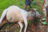 Banyak sapi di Boalemo Gorontalo diduga mati diracun orang tak dikenal