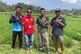 Kementan dampingi petani Bintan kendalikan OPT tanaman padi