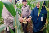 Kementan RI rutin pantau perkembangan tanaman jagung di Bintan