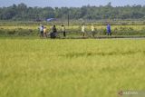 Presiden tinjau lahan percontohan lumbung pangan di Merauke