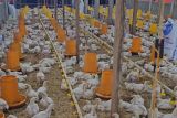 Dinas Pertanian Pessel bina dan monitoring usaha ternak ayam potong