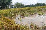 Distan Sumsel petakan lokasi cetak sawah di empat kabupaten