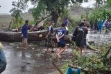 Satu pengendara korban tewas tertimpa pohon tumbang di Gowa