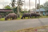 Mukomuko perlu bangun kawasan ternak dan UPPO Biogas