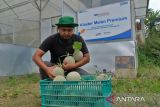 Petani milenial program Klaster Hidupku