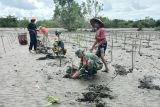 Kodim Pasangkayu tanam 12.000 pohon mangrove