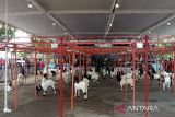 Bantul bangkitkan minat generasi muda menekuni peternakan kambing etawa