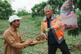 Dirut Semen Gresik dan petani panen durian di kebun Pabrik Rembang