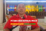 Petani Cabai Boyolali Mulai Memproduksi Cabai Kering