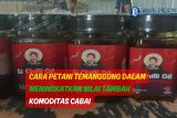 Cara petani Temanggung dalam meningkatkan nilai tambah komoditas cabai