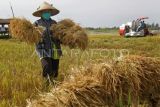 Dirut Agrinas Pangan Nusantara mundur setelah enam bulan menjabat