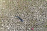 Lahan sawah mengering di Indramayu