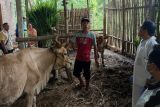 Pemkab Magetan rutin vaksinasi ternak besar guna cegah penularan PMK