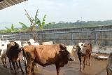 Persediaan daging sapi di Lebak jelang Natal-tahun baru aman