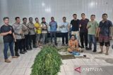 Polresta Deli Serdang sita 38 paket ganja dan 40 batang tanaman, satu pelaku ditangkap