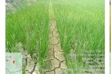 Distan Banten lakukan pompanisasi antisipasi meluasnya sawah kekeringan