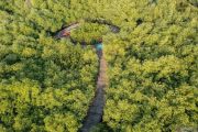 Pesona KRM Surabaya, kebun raya mangrove terbesar di Asia Tenggara