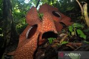 Rare twin bloom highlights Rafflesia habitat resilience