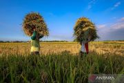 Indonesia's rice stock strong amid uncertainty, El Ni&ntilde;o: minister