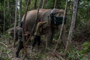 Riau monitors elephant movements with GPS tracking