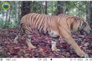 Four Sumatran tigers spotted as Bukit Tigapuluh ecosystem thrives