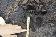 Endangered Sumatran tiger tracks found after close encounter in Riau