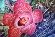 Two Rafflesia flowers bloom together in West Sumatra nature reserve