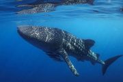 Whale sharks and the ocean on trial