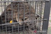 BKSDA Banten evakuasi Binturong yang masuk permukiman warga Serang