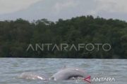 Indonesia prepara medidas de emergencia para salvar a los delfines de Mahakam