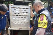 Petugas evakuasi macan tutul masuk permukiman di Bogor
