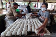 Di negeri tahu-tempe, kedelai tak mandiri