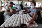 Di negeri tahu-tempe, kedelai tak mandiri