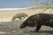Kemenpar: Pelestarian komodo secara ex situ perlu dirancang matang