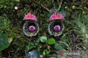 Indonesia logs 10 new orchid records, expands biodiversity map