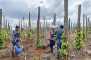 Indonesia arrests three over illegal farming in South Sulawesi forest