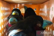 101 birds seized from Sri Lankan national at Soekarno-Hatta Airport
