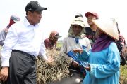 Mentan Amran, dua tahun berkinerja terbaik di Kabinet Merah Putih