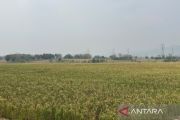 Distan Cirebon optimistis produksi padi bisa mencapai 370.000 ton di 2026