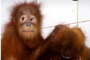 Indonesia seeks to repatriate smuggled baby orangutans from India