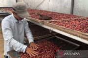 Kopi dari Gunung Ciremai, dulu dipropagandakan kini bernilai tinggi