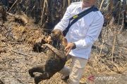 12 ekor bekantan mati di Hulu Sungai Selatan akibat karhutla