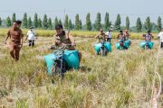 Produktivitas padi Truni Lamongan capai 11,3 ton per hektare