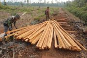 Govt allocates 5.67 million hectares forest for food, energy, services