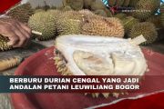 Berburu durian Cengal yang jadi andalan petani Leuwiliang Bogor